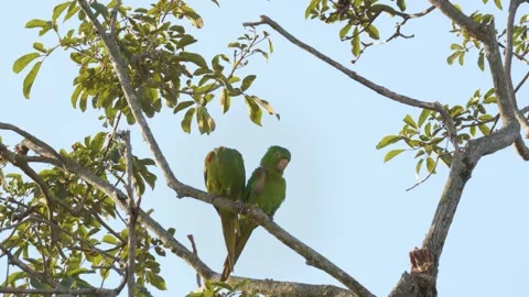 Maritaca - Parakeet couple on a branch Stock-Footage 175709897