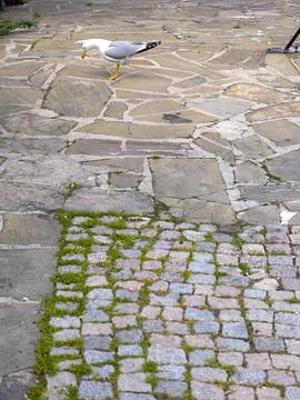 A maritime bird exploring a rustic stone path in a seaside park. Stock Photos