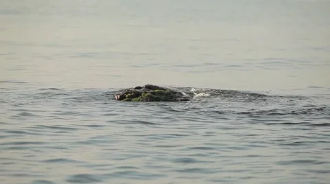 Maritime idyll Stock Footage 45687168