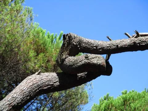 Maritime pine branches b Foto stock