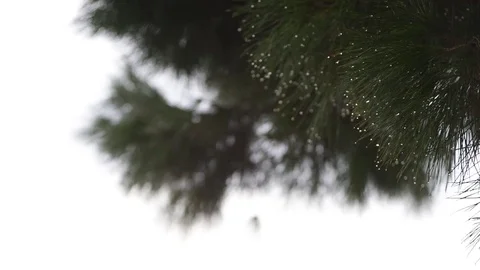 Maritime pine needles filled with drops after a summer storm Stock Footage 83390354