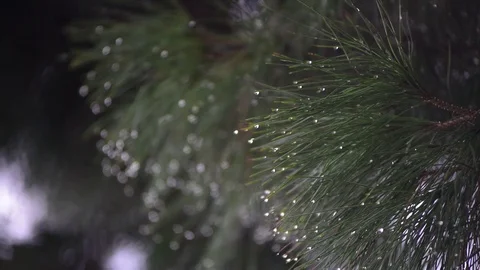 Maritime pine needles filled with drops after a summer storm Stock Footage 83390452