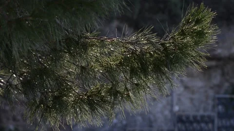 Maritime pine needles Stock Footage 149412419