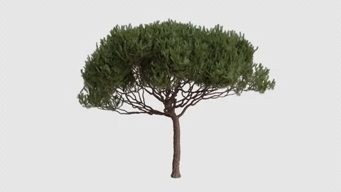 Maritime pine Tree blowing in the wind. Alpha Channel. Loop Animation Stock Footage 276689711