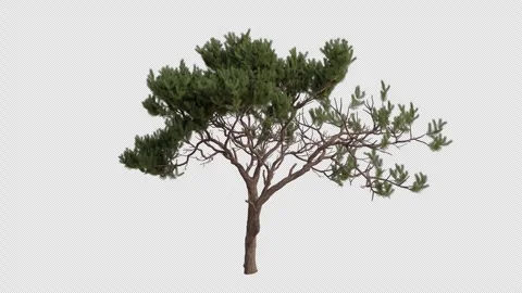 Maritime pine Tree blowing in the wind. Alpha Channel. Loop Animation Video stock 276691586