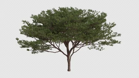 Maritime pine Tree blowing in the wind. Alpha Channel. Loop Animation Stock Footage 276691697