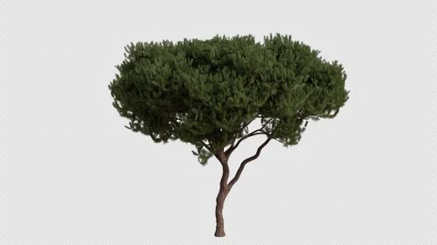 Maritime pine Tree blowing in the wind. Alpha Channel. Loop Animation Video stock 316208500