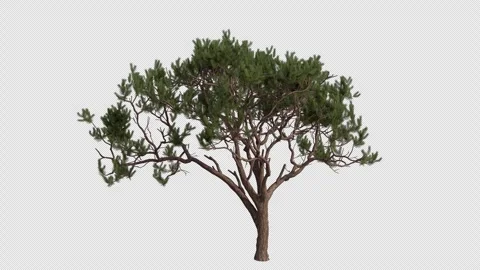 Maritime pine Tree blowing in the wind. Alpha Channel. Loop Animation Stock Footage 316208834