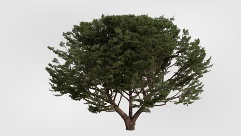 Maritime pine Tree blowing in the wind. Alpha Channel. Loop Animation Stock Footage 316209247