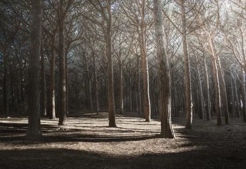 Maritime Pine tree forest or pinewood rays of light. Tuscany, Italy Stock Photos
