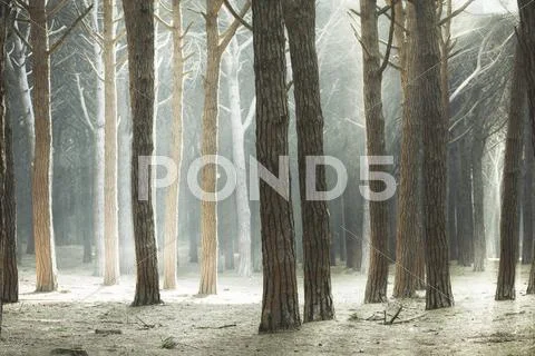 Maritime Pine tree forest, rays of light. Tuscany, Italy Stock Photos
