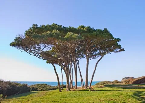 Maritime pine tree group near sea and beach. baratti, tuscany. Stock Photos