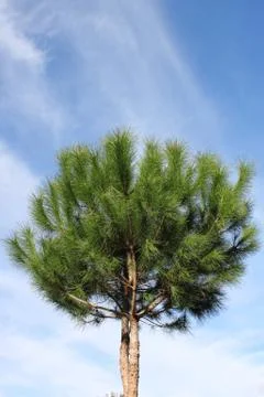 Maritime pine tree Stock Photos