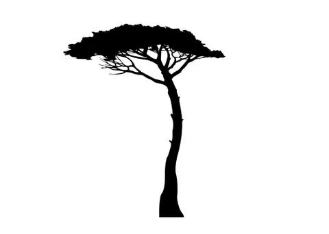 Maritime Pine tree, Pinus Pinaster mediterranean plant, vector isolated on white Illustrazione stock