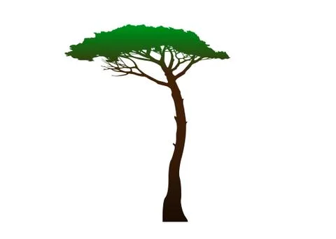 Maritime Pine tree, Pinus Pinaster mediterranean plant, colored vector isolated Illustrazione stock