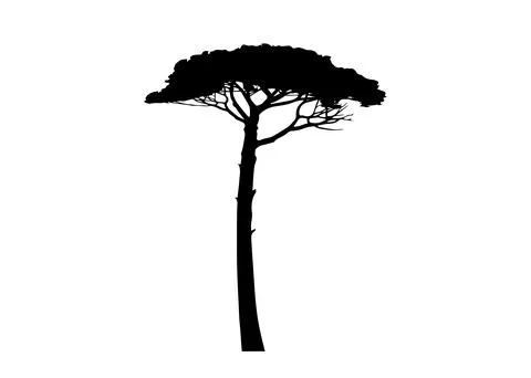 Maritime Pine tree, Pinus Pinaster mediterranean plant, vector black silhouette Illustrazione stock