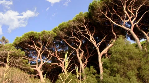 Maritime pines Stock Footage 33624672