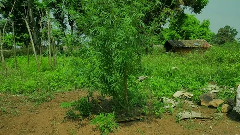 Mariuana plant Stock Footage 107204123