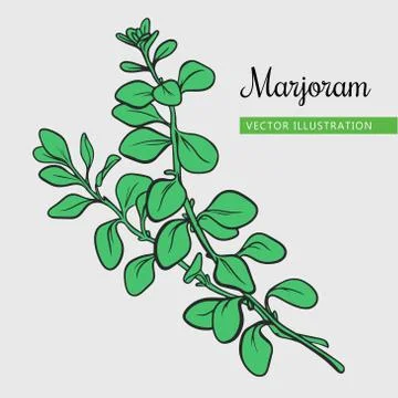 Marjoram branch with leaf Stock Illustration