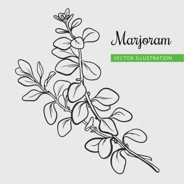 Marjoram branch with leaf Stock Illustration
