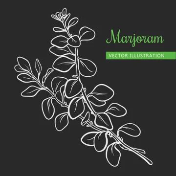 Marjoram branch with leaf Stock Illustration