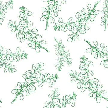 Marjoram branch with leaf seamless pattern Stock Illustration