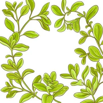 Marjoram branch vector frame Stock Illustration