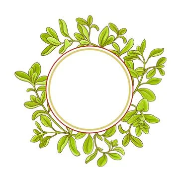 Marjoram branch vector frame Stock Illustration