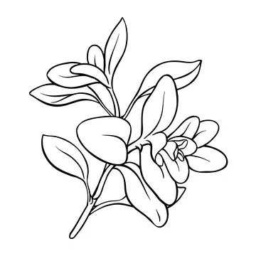 Marjoram branch vector isolated Illustrazione stock
