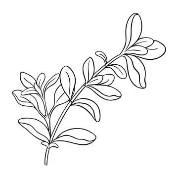 Marjoram branch vector isolated Stock Illustration