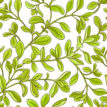 Marjoram branch vector pattern Stock-Illustration