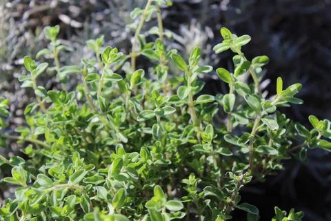 Marjoram field Stock Photos