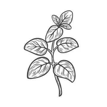 Marjoram line drawing Stock Illustration