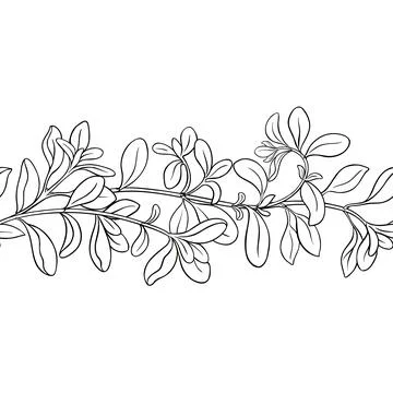Marjoram Outline Horizontal Seamless Pattern. Stock Illustration