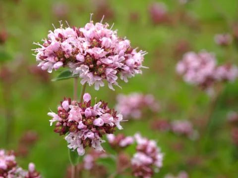 Marjoram Stock Photos