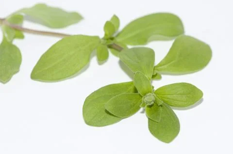 Marjoram Stock Photos