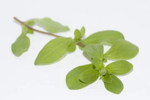 Marjoram Stock Photos