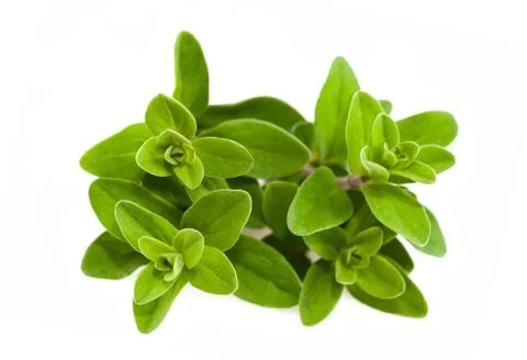 Marjoram Stock Photos