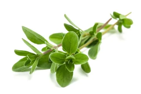 Marjoram Stock Photos