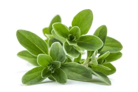 Marjoram Stock Photos