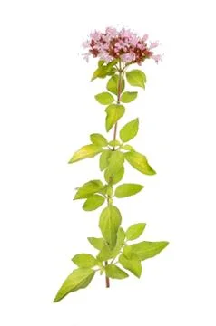 Marjoram Stock Photos