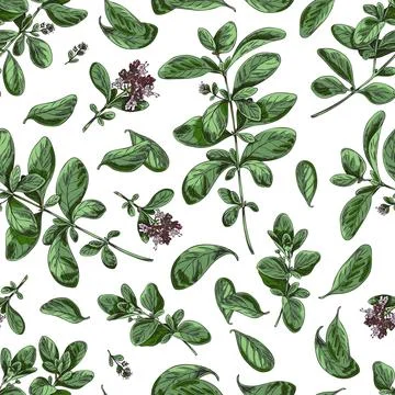 Marjoram seamless pattern repeatable decorative background vector illustration. Stock Illustration