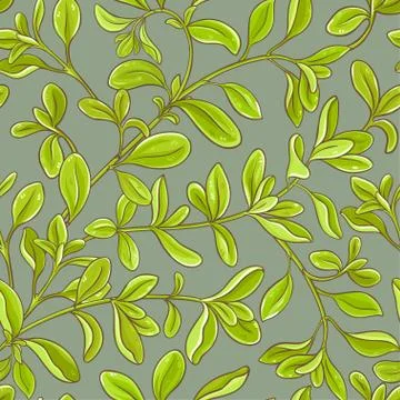 Marjoram vector pattern Stock Illustration