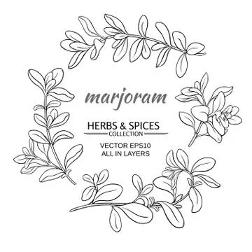 Marjoram vector set Stock Illustration