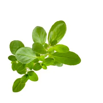 Marjoram on white Stock Photos
