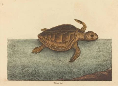 Mark Catesby, The Logger head Turtle (Testudo Cavanna), published 1731 174... Foto stock