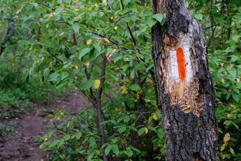 Mark on the tree trunk. Forest trail Stock Photos