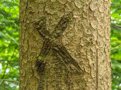 Mark on trees bark Stock Photos