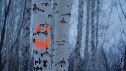Marked Birch Tree, Winter Forest Shows Selection For Future Young Forest Growth Stock Footage 346057360
