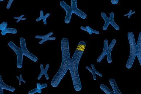 Marked Chromosome. Stock Illustration
